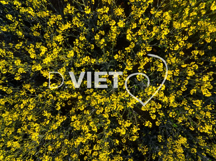 Photo TOULOUSE by VIET - COLZA LAURAGAIS