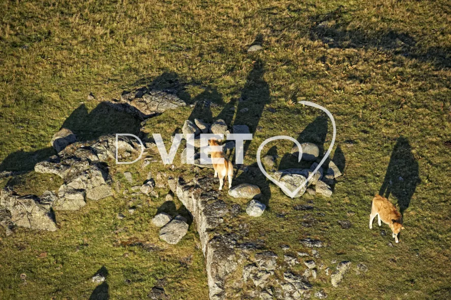 Photo TOULOUSE by VIET - Buron Aubrac