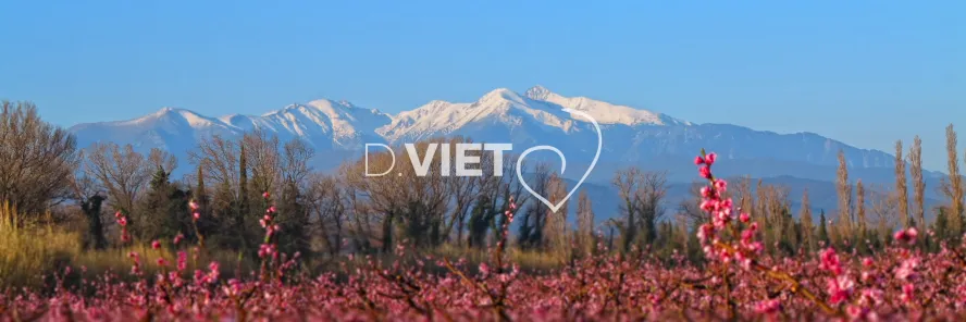 Photo TOULOUSE by VIET - Massif du Canigou et les arbres en fleurs