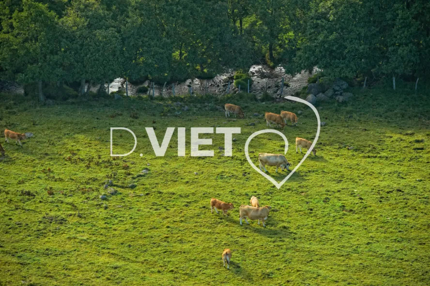 Photo TOULOUSE by VIET - Laguiole