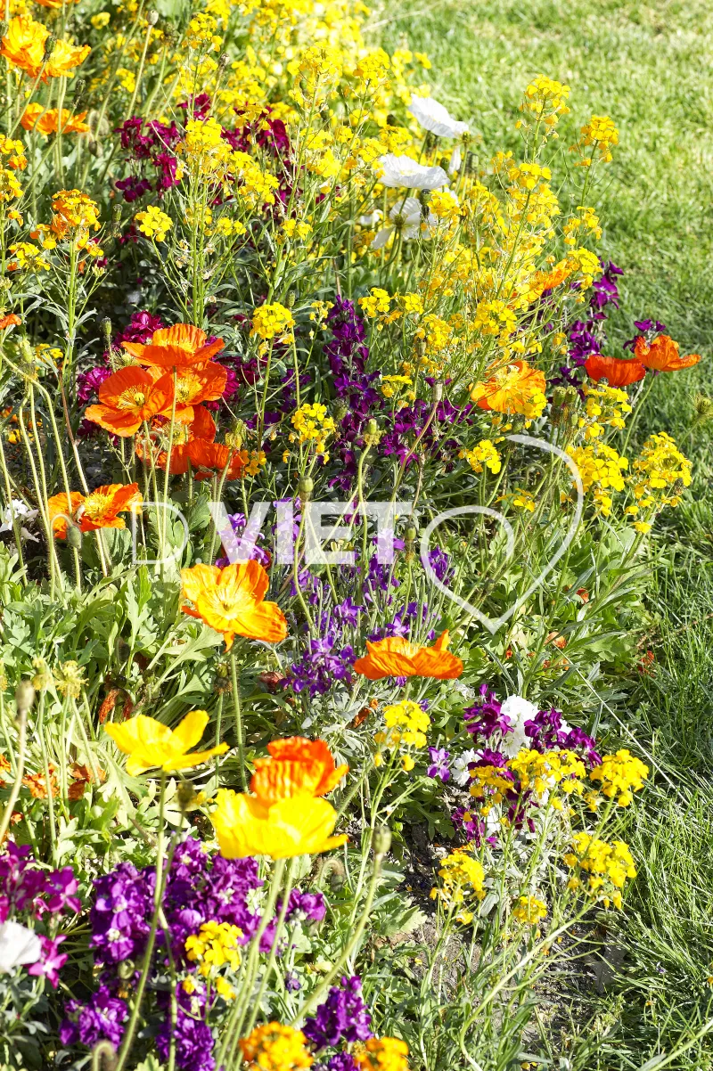 Photo TOULOUSE by VIET - Compans Caffarelli