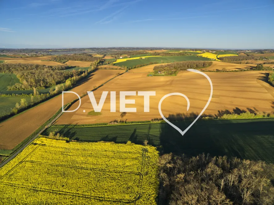 Photo TOULOUSE by VIET - COLZA LAURAGAIS