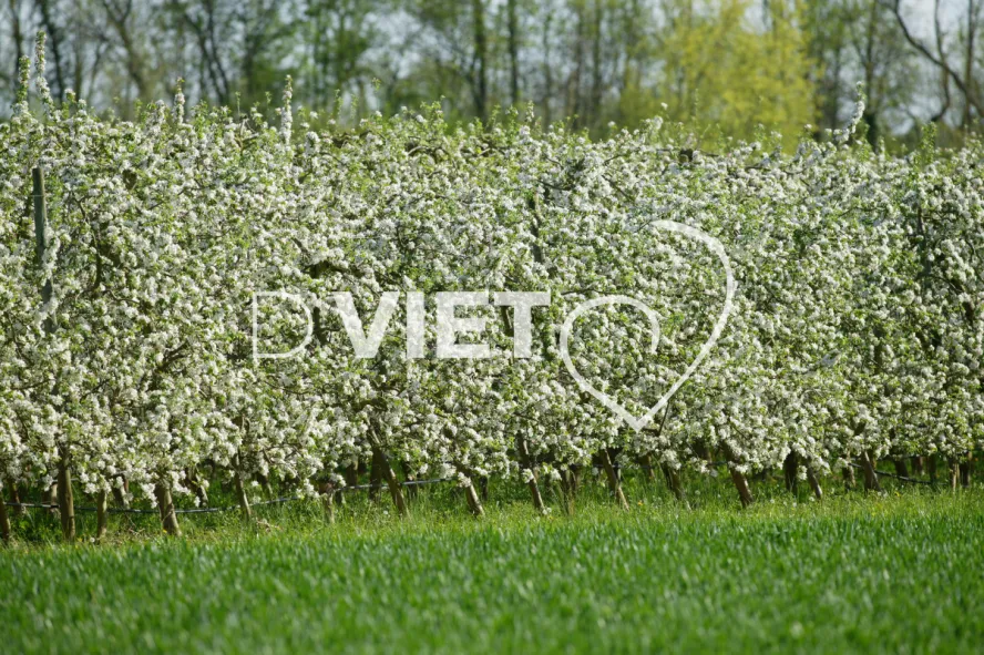 Photo TOULOUSE by VIET - La Française Vergers