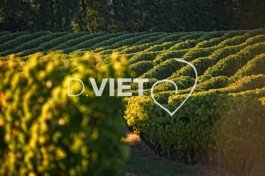 Photo TOULOUSE by VIET - Armagnac