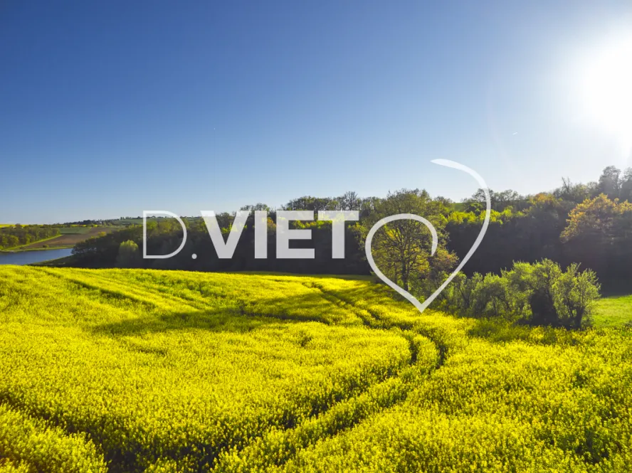 Photo TOULOUSE by VIET - COLZA LAURAGAIS