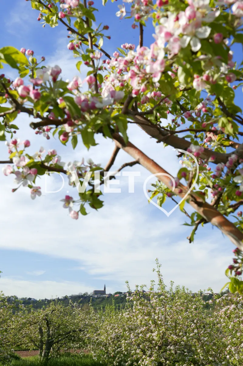 Photo TOULOUSE by VIET - La Française Vergers