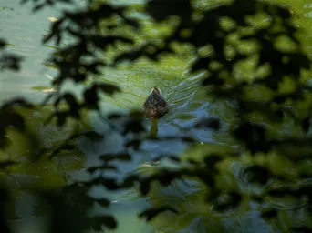 Photo TOULOUSE by VIET - Jardin des plantes