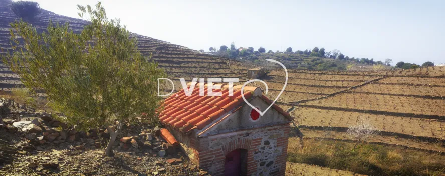 Photo TOULOUSE by VIET - Vignes