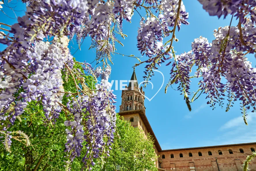 Photo TOULOUSE by VIET - Place de Saint-Sernin et ses glycines