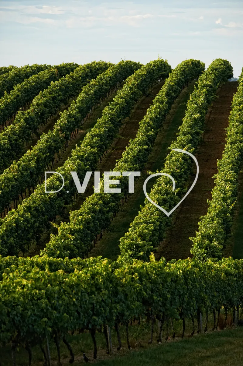 Photo TOULOUSE by VIET - Armagnac