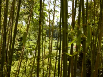 Photo TOULOUSE by VIET - Compans caffarelli, jardin japonais