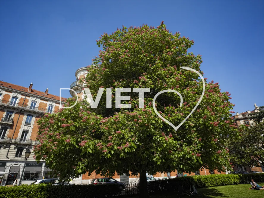 Photo TOULOUSE by VIET - Place Saint-Etienne