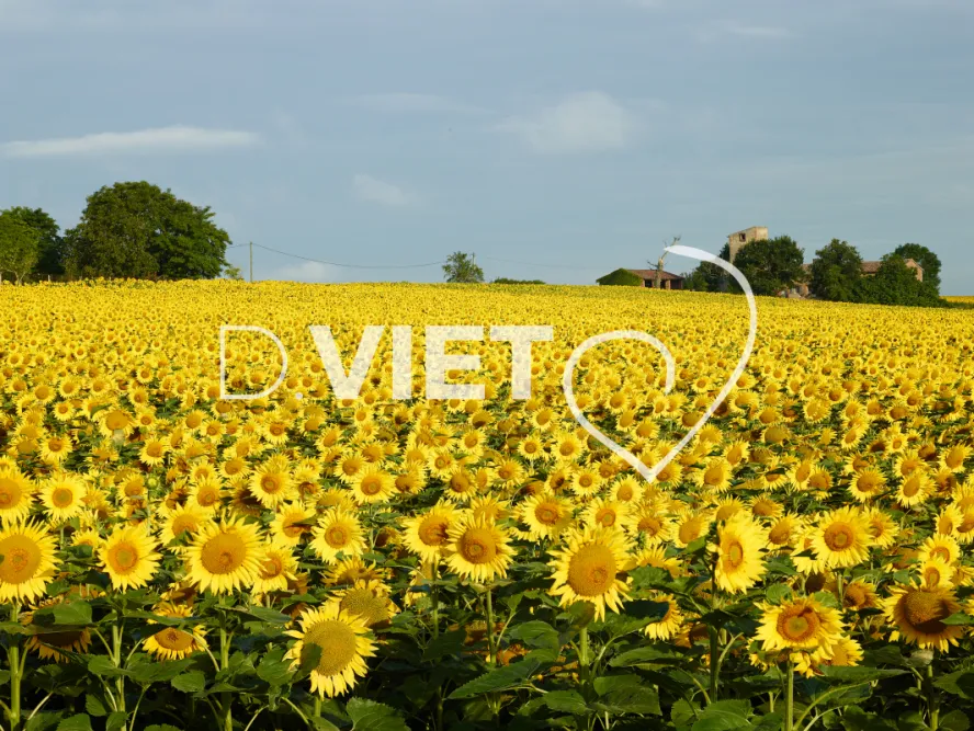 Photo TOULOUSE by VIET - Tournesol et Lauragais