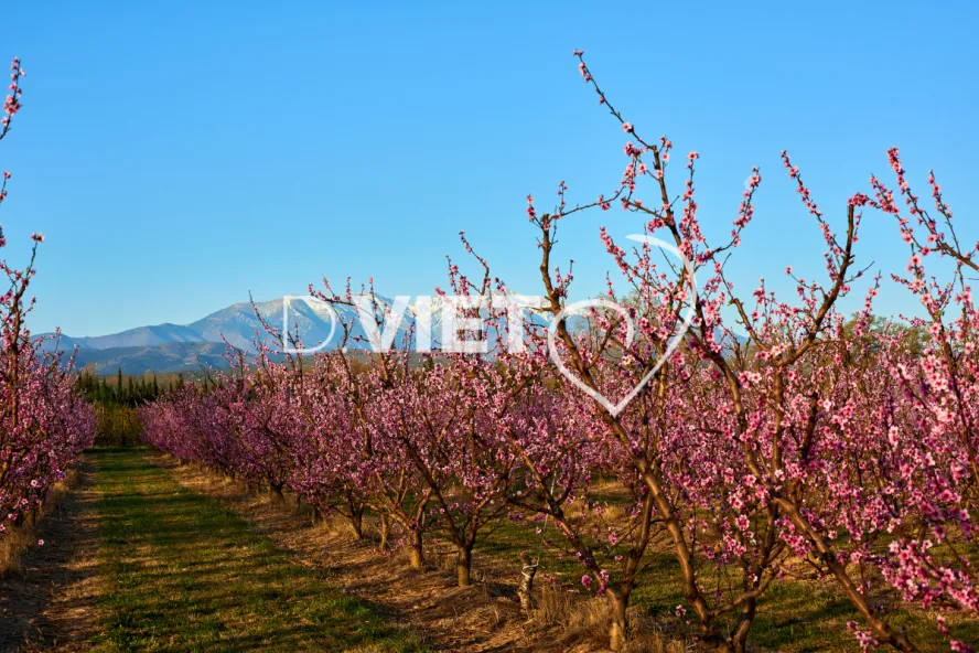 Photo TOULOUSE by VIET - LE CANIGOU