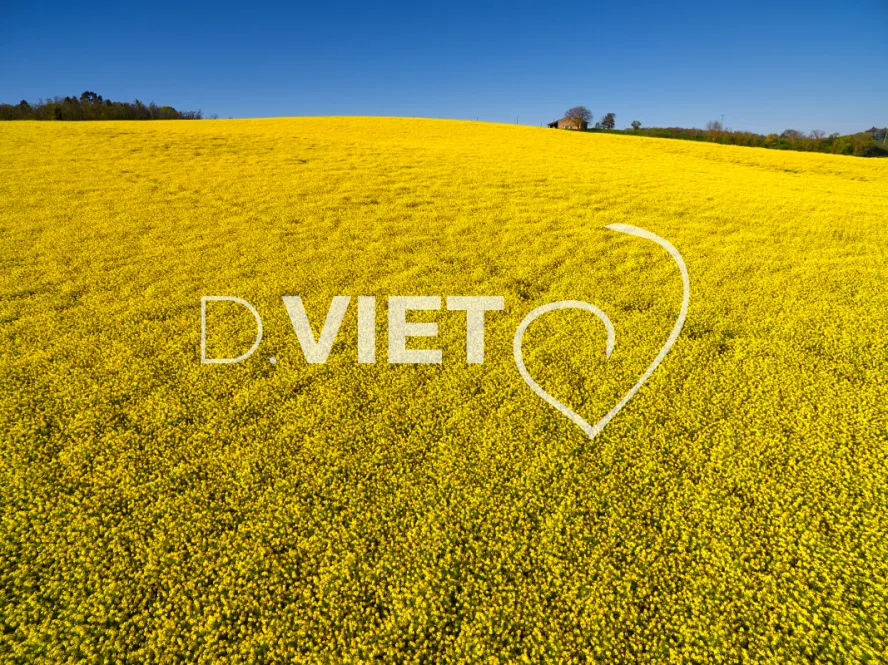 Photo TOULOUSE by VIET - COLZA LAURAGAIS