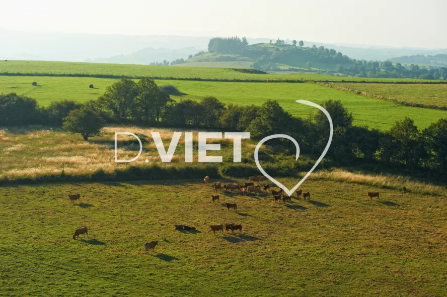 Photo TOULOUSE by VIET - Montpeyroux