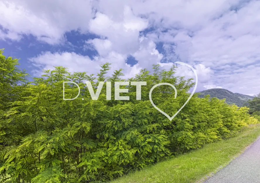 Photo TOULOUSE by VIET - bord de route