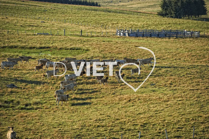 Photo TOULOUSE by VIET - Buron Aubrac