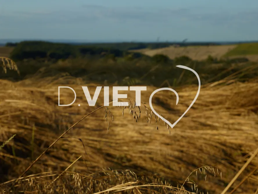 Photo TOULOUSE by VIET - VIET_007951