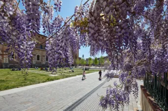 Photo TOULOUSE by VIET - Place de Saint-Sernin et ses glycines