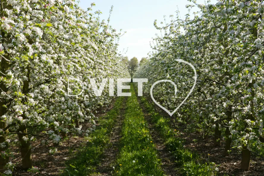 Photo TOULOUSE by VIET - La Française Vergers