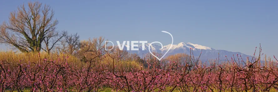 Photo TOULOUSE by VIET - Massif du Canigou et les arbres en fleurs
