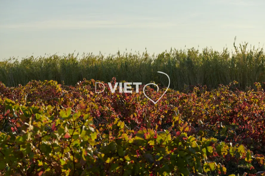 Photo TOULOUSE by VIET - Chemin de Sainte-Valière