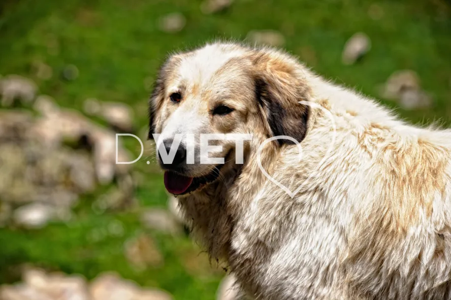 Photo TOULOUSE by VIET - lac d'Oô