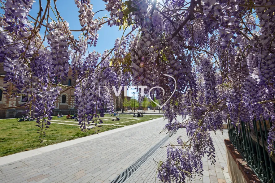 Photo TOULOUSE by VIET - Place de Saint-Sernin et ses glycines