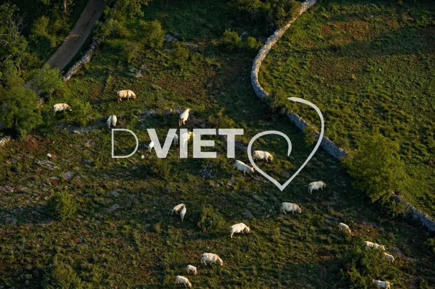 Photo TOULOUSE by VIET - Vaches et murs