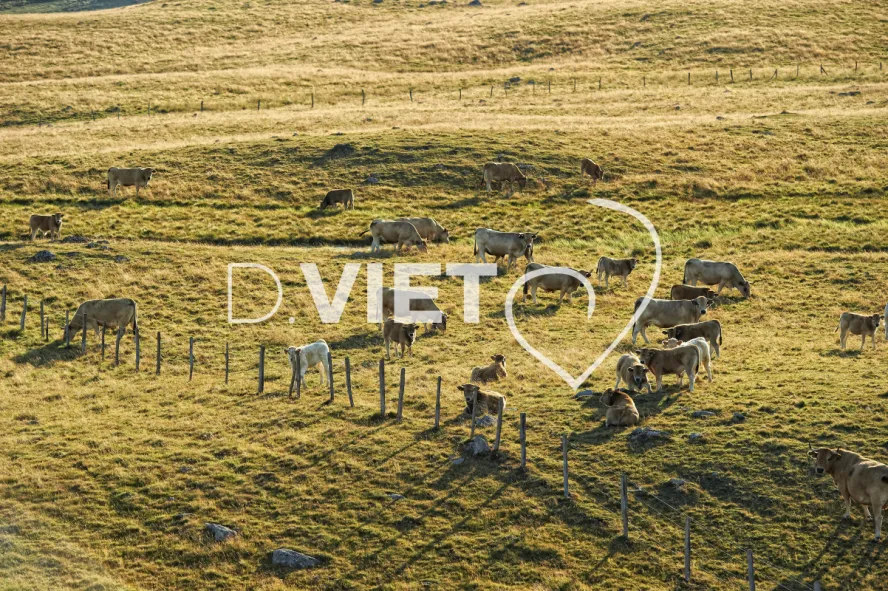 Photo TOULOUSE by VIET - Buron Aubrac