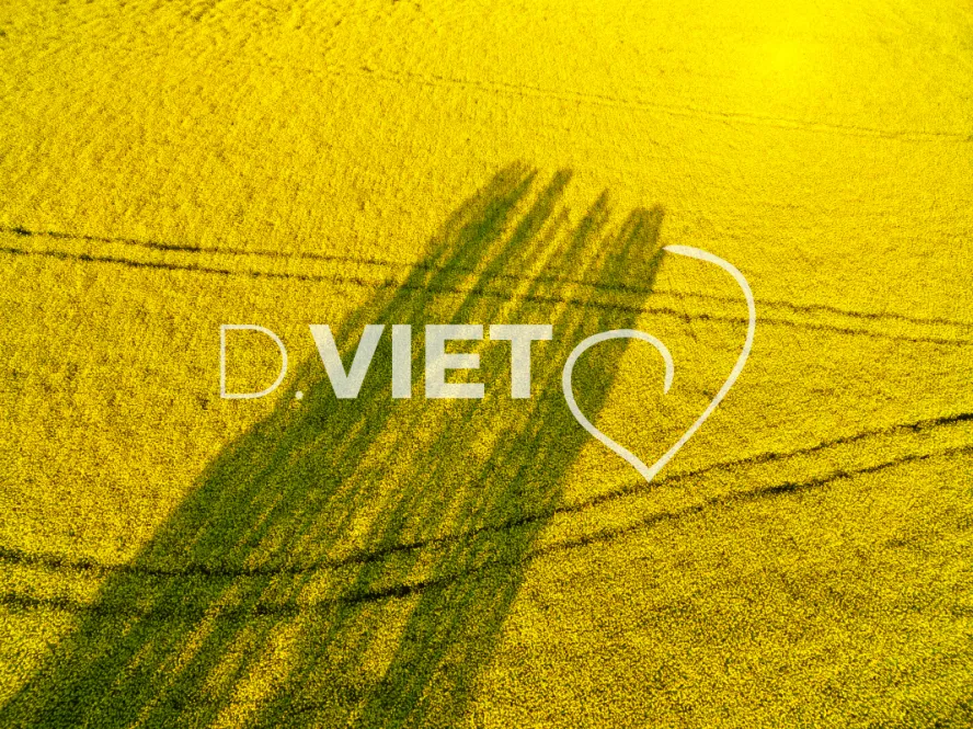 Photo TOULOUSE by VIET - COLZA LAURAGAIS