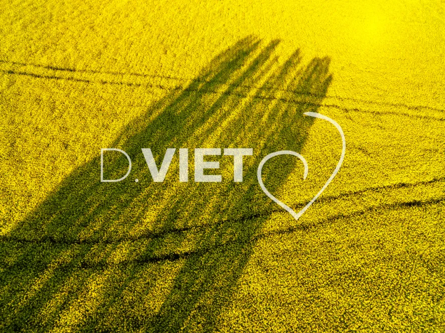 Photo TOULOUSE by VIET - COLZA LAURAGAIS