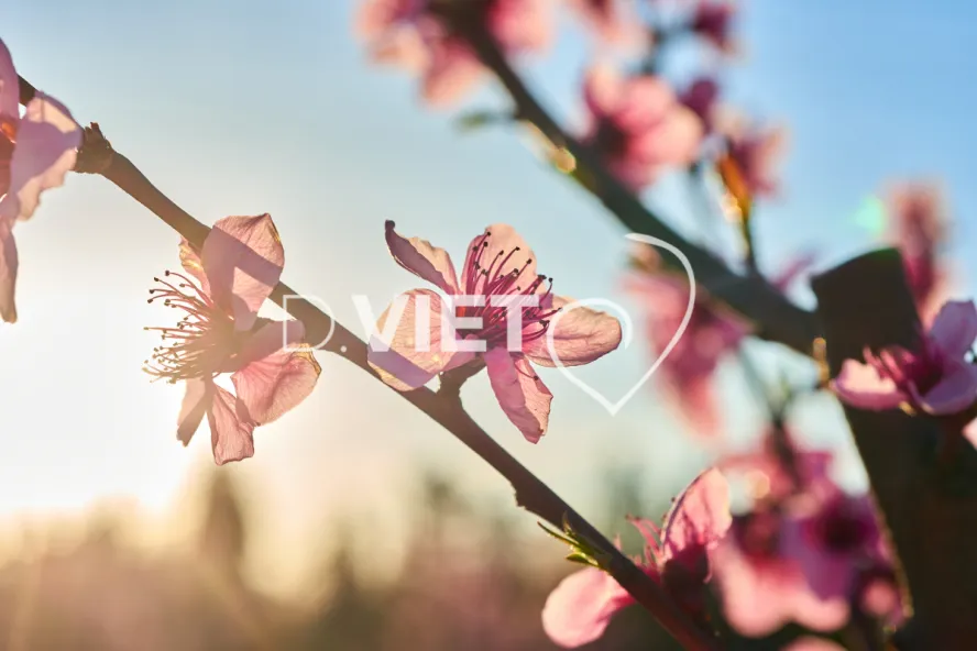 Photo TOULOUSE by VIET - LE CANIGOU