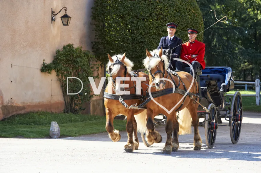 Photo TOULOUSE by VIET - Haras de Rodez