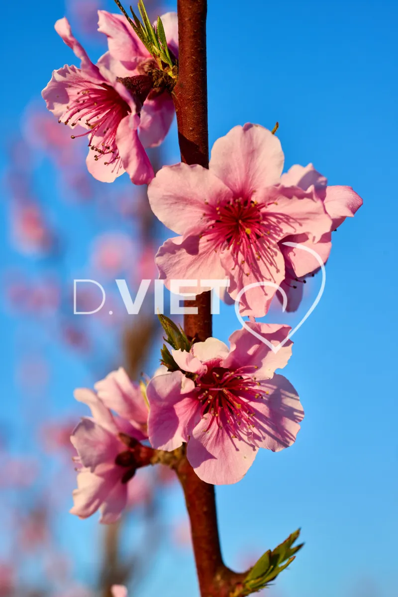 Photo TOULOUSE by VIET - LE CANIGOU