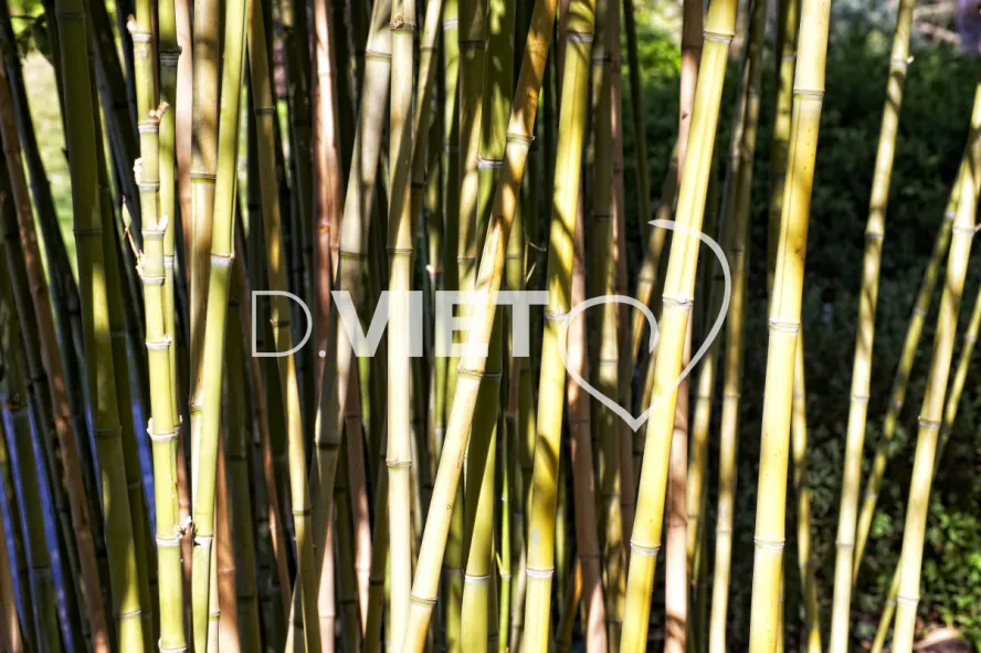 Photo TOULOUSE by VIET - Compans Caffarelli