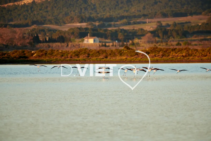 Photo TOULOUSE by VIET - Etangs de Bages et de Sigean