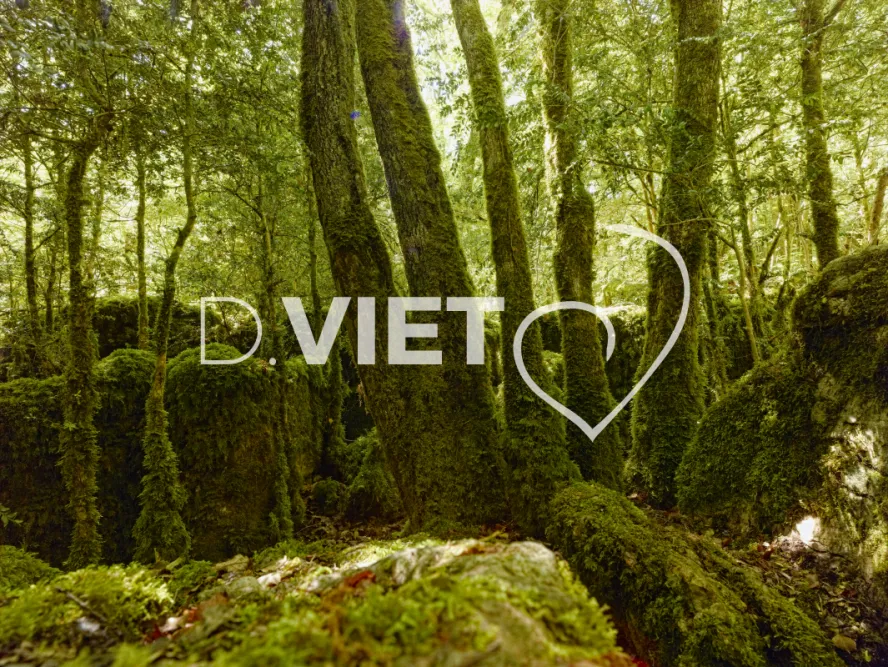 Photo TOULOUSE by VIET - bois et mousse et roche