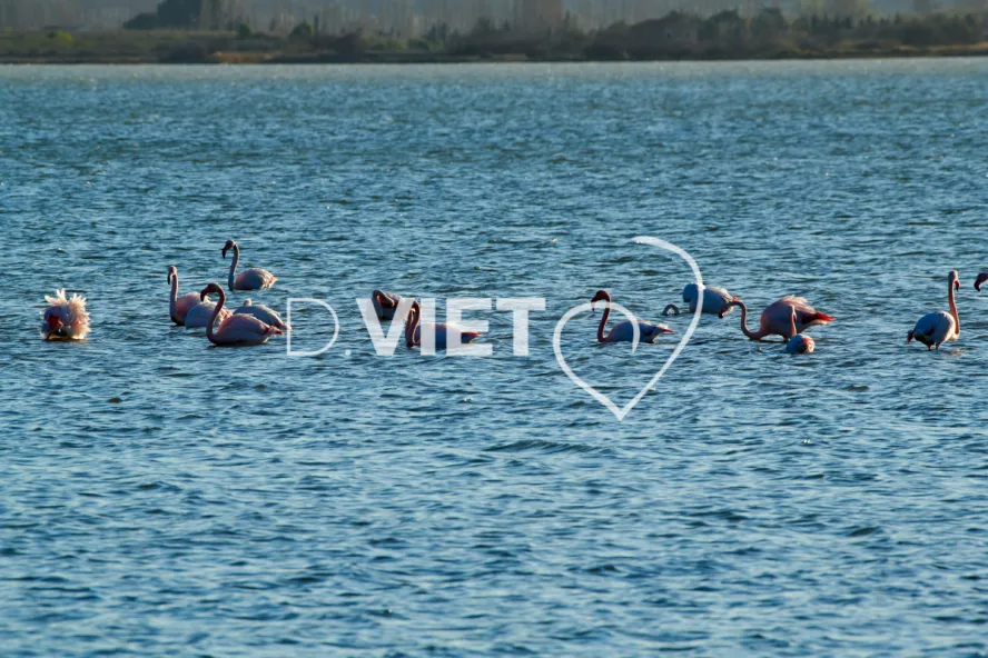 Photo TOULOUSE by VIET - Etangs de Bages et de Sigean