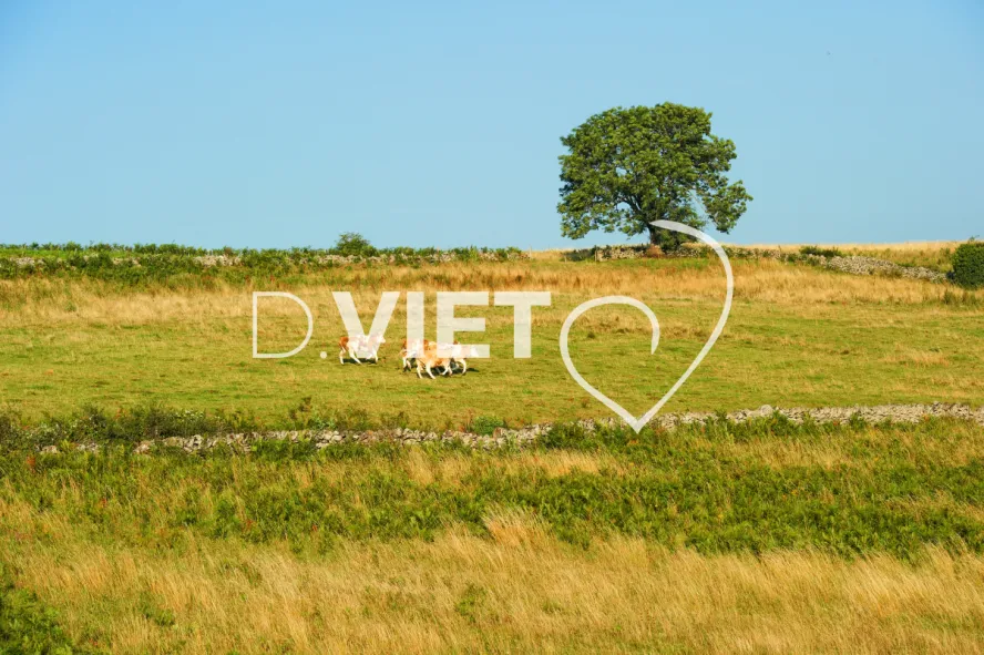 Photo TOULOUSE by VIET - Montpeyroux