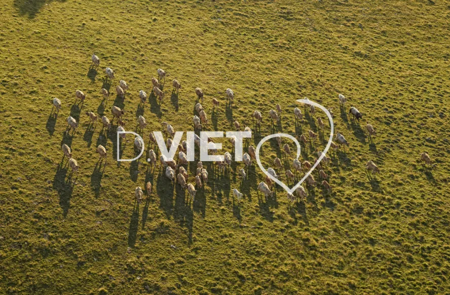 Photo TOULOUSE by VIET - Buron Aubrac