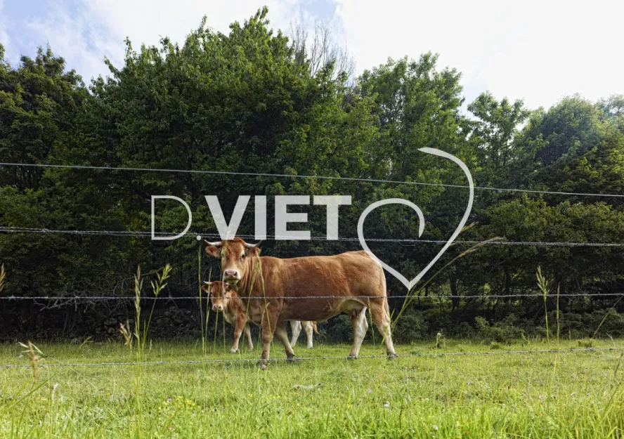 Photo TOULOUSE by VIET - Blonde d'aquitaine barbeles