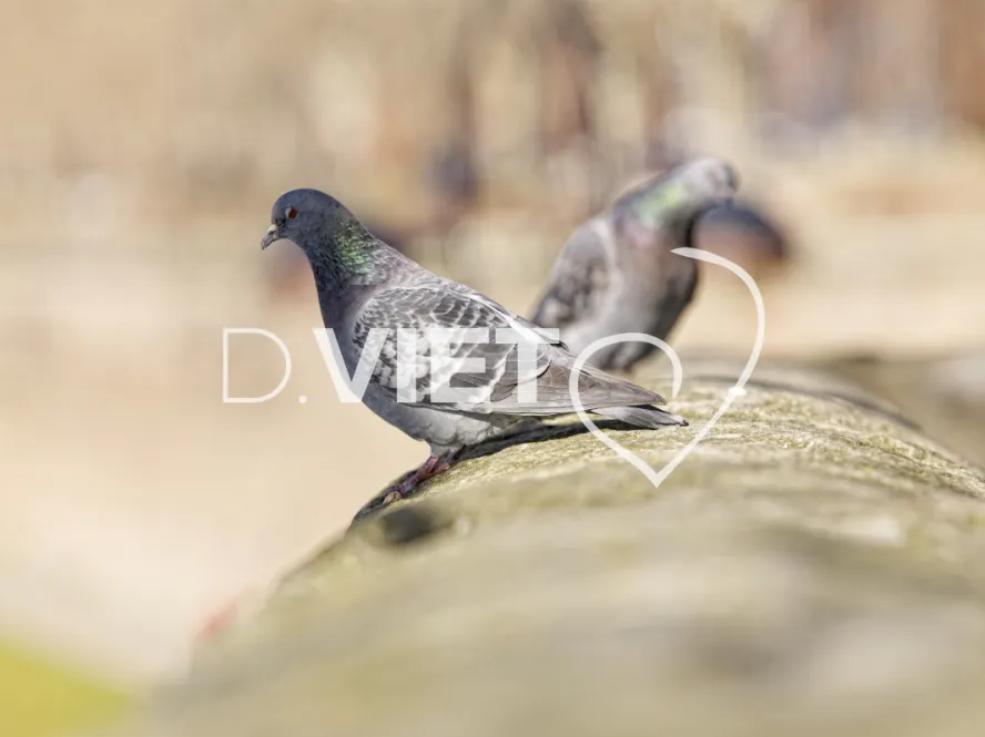 Photo TOULOUSE by VIET - pigeon