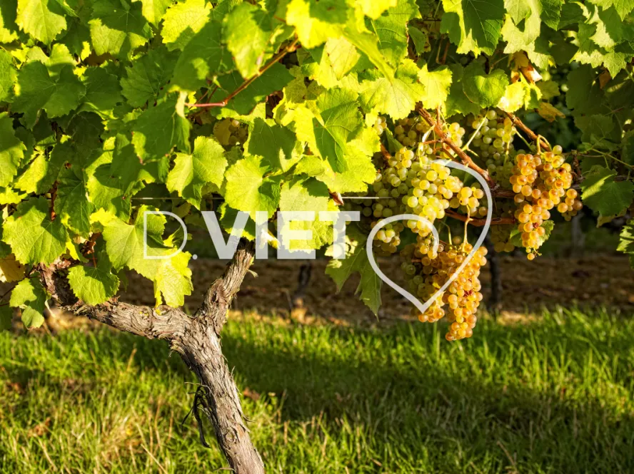 Photo TOULOUSE by VIET - Amrmagnac