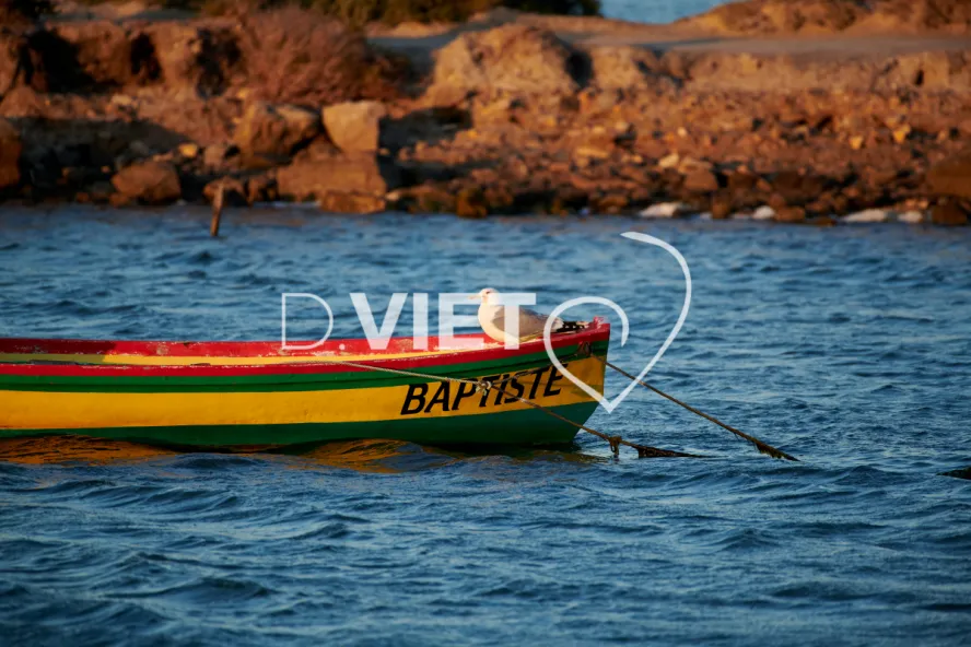 Photo TOULOUSE by VIET - Baptiste la mouette