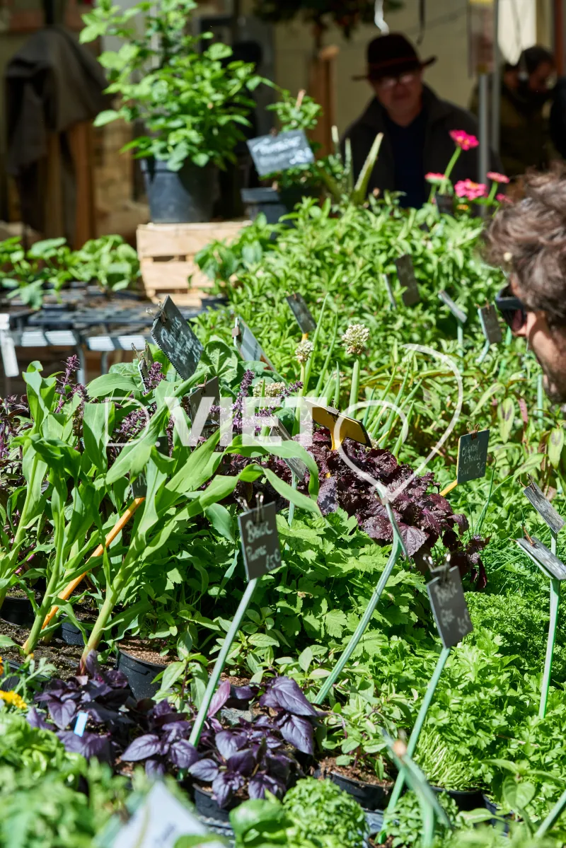 Photo TOULOUSE by VIET - VIET_008911