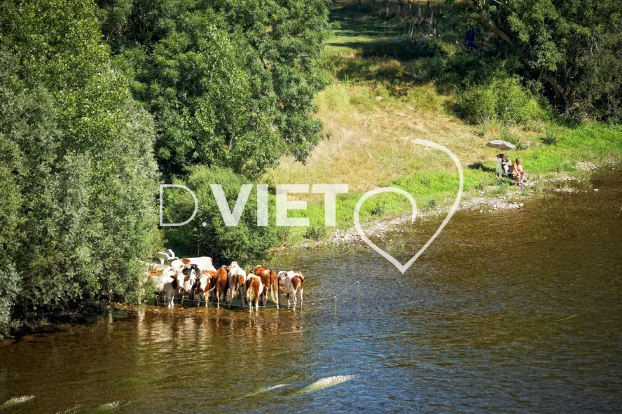 Photo TOULOUSE by VIET - vaches et campeurs