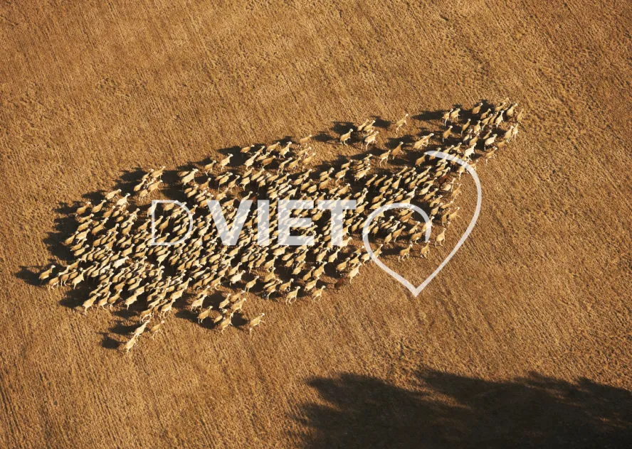 Photo TOULOUSE by VIET - brebis