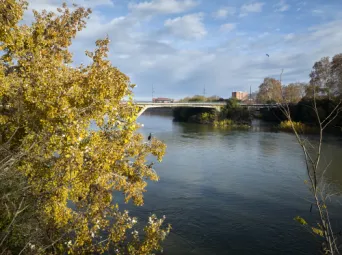 Photo TOULOUSE by VIET - Garonne et ramier